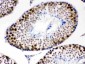 Anti-CDK1 Picoband Antibody